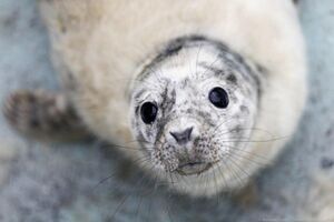 9 марта: в Калининградском зоопарке показали новорожденного тюлененка
