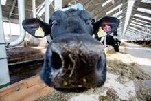 26 мая 2014: коровы в молочном комплексе «Залесье-Агро» в Полесском районе