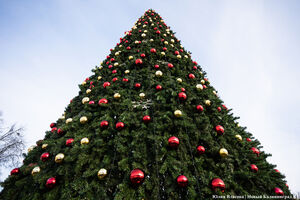 6 декабря: на площади Победы установили новогоднюю ёлку
