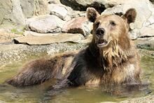 15 июля 2010: бурый медведь в жару