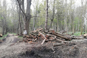В Светлогорске не хотят относить Варникенский лес к зоне зелёных насаждений