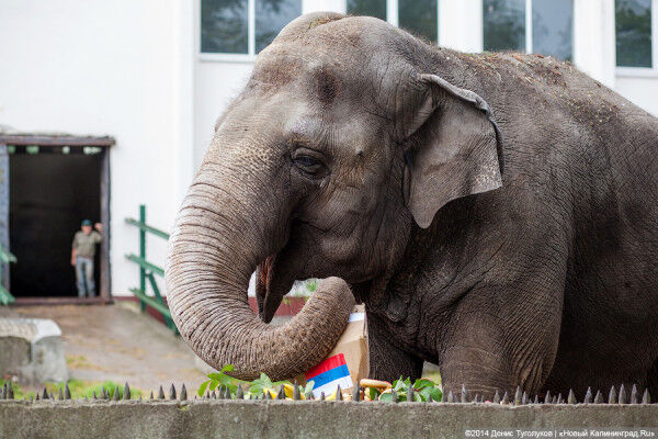 В Калининградском зоопарке обустроили песочницу для слона (видео)