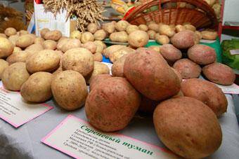 Эксперт: в Белоруссии готовится к отправке в область партия картофеля