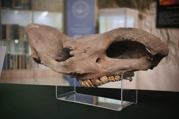 Изъятый таможенниками череп носорога передали Музею Мирового океана (фото)