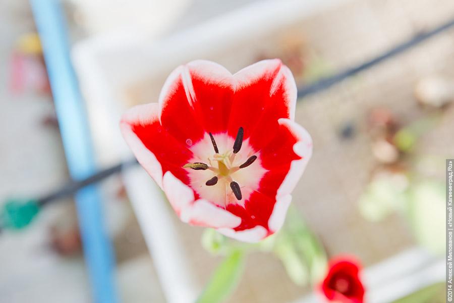 Букет к празднику: в Калинково вырастили 6 миллионов тюльпанов
