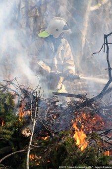 Анонимный звонок спас лес под Нестеровом от пожара