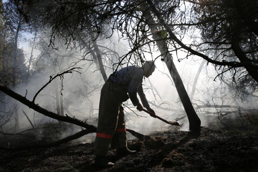 Пожар на дюне Эфа: возгорание на Куршской косе тушили вертолёты