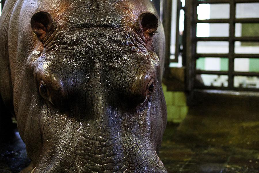 До свадьбы не заживет: Калининградский зоопарк не будет искать замену погибшему бегемотику