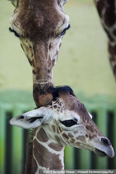 «Два метра пятен»: кормление новорожденного жирафенка