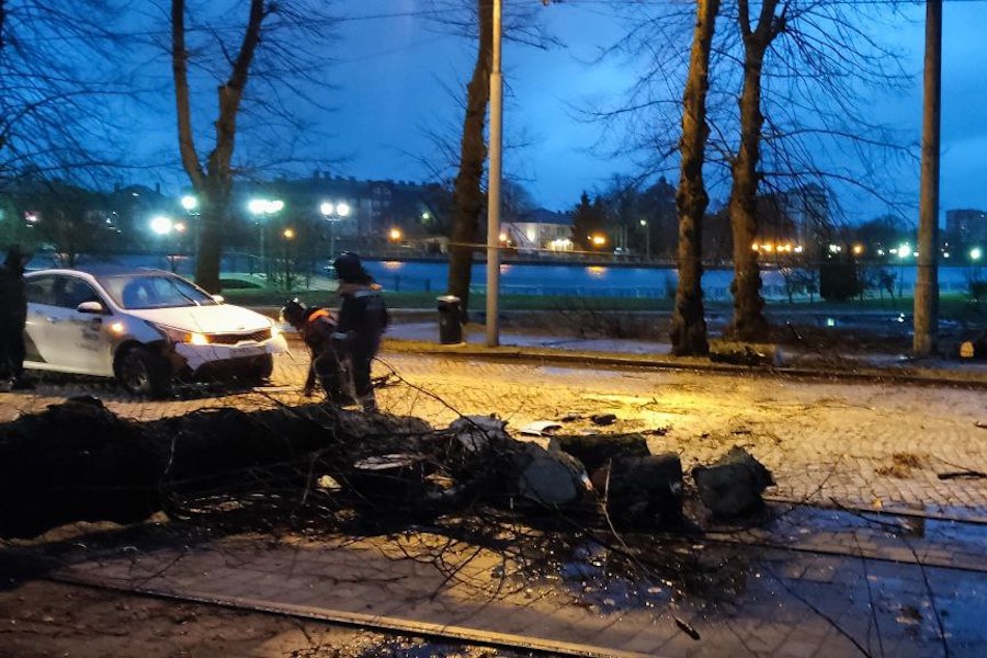 Столбы, деревья, указатели: последствия шторма в Калининграде (фото)