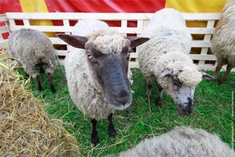 Губернатор: Юрий Лужков не смог найти 2 тысячи овец, чтобы выращивать их в области