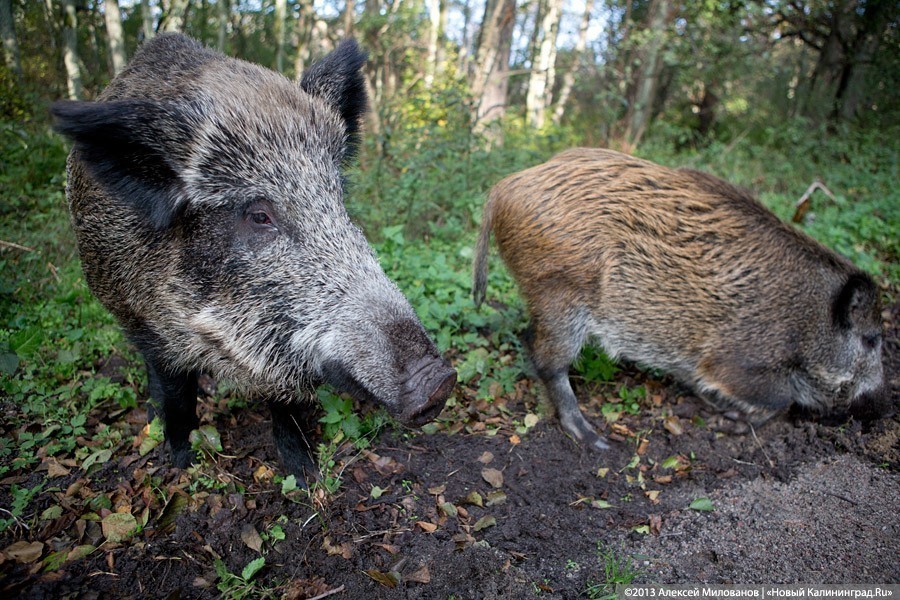 Под Гвардейском у застреленного дикого кабана нашли чуму свиней