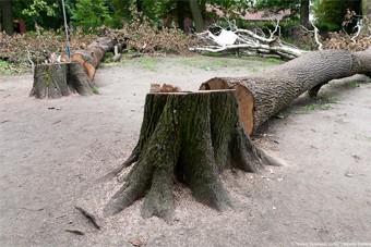 Деревья в Зеленоградске вырубили под строительство дороги