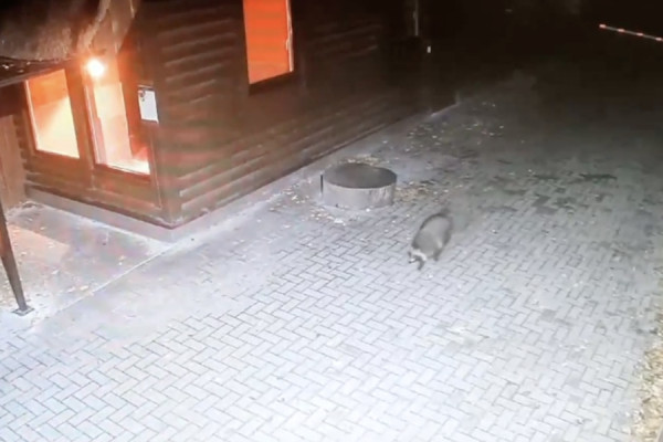 В Калининградском зоопарке нелегально поселилась енотовидная собака (видео)