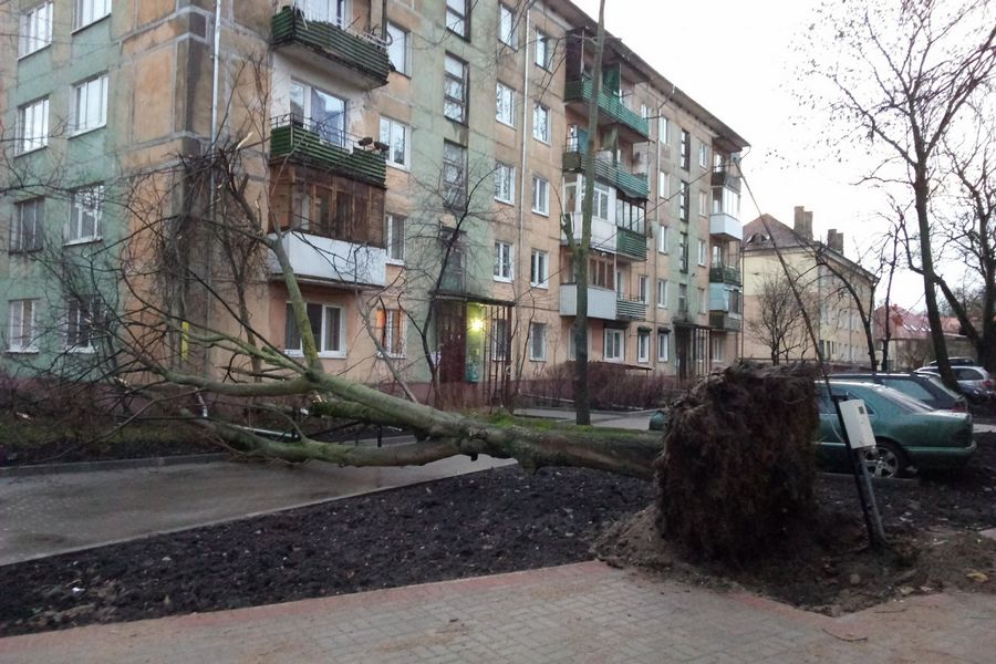 Гнул столбы, ломал деревья: последствия шторма в Калининграде (фото)