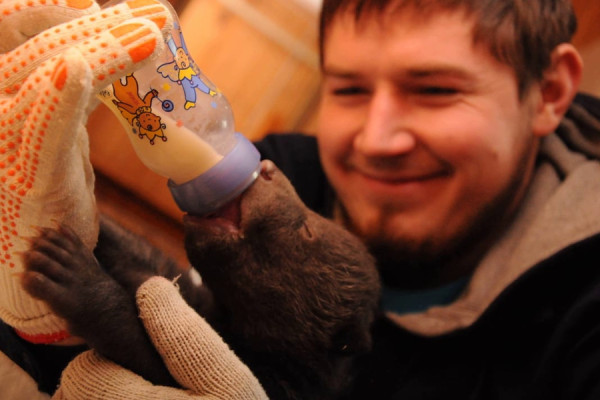 В Калининградском зоопарке биолог расскажет о спасении медвежат-сирот