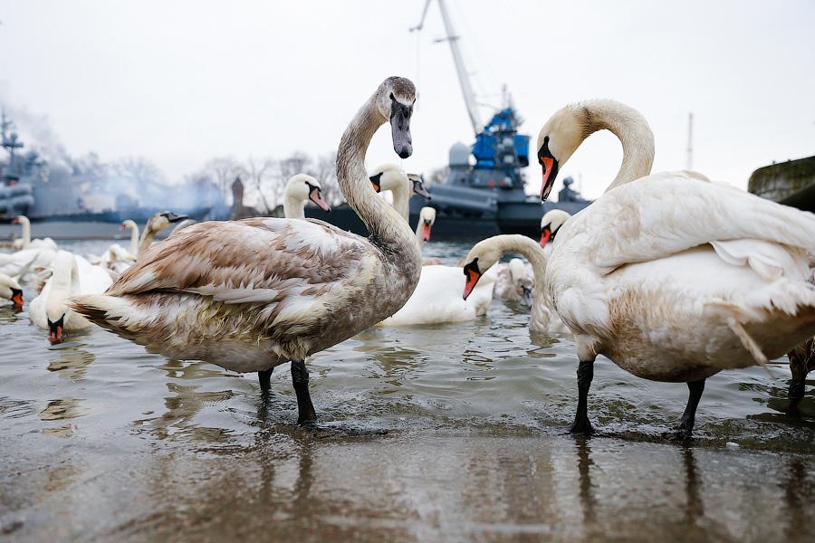 Военно-морской лебедь: зимовка птиц в Балтийске (фото)
