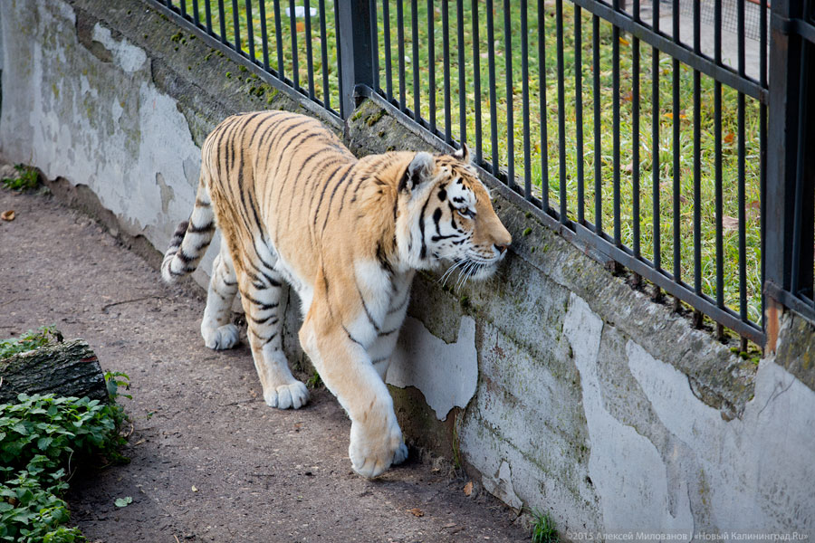Посетители спасли зоотехника Калининградского зоопарка, бросая в тигра камни и столы