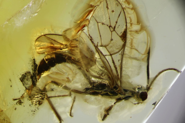 В балтийском янтаре нашли новый вид осы (фото)