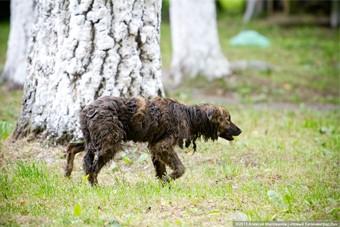 Укушенная бездомной собакой калининградка требует с мэрии 152 тысячи рублей