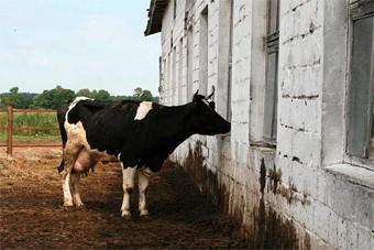 Мясопромышленники: скот из Калининграда выгоднее возить на убой в Брянск