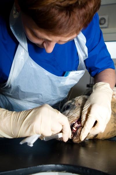 Тюлененку-подкидышу сделали операцию и удалили 6 зубов (+фото)