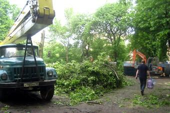 Власти Калининграда планируют обрезать 570 деревьев в 2012 году