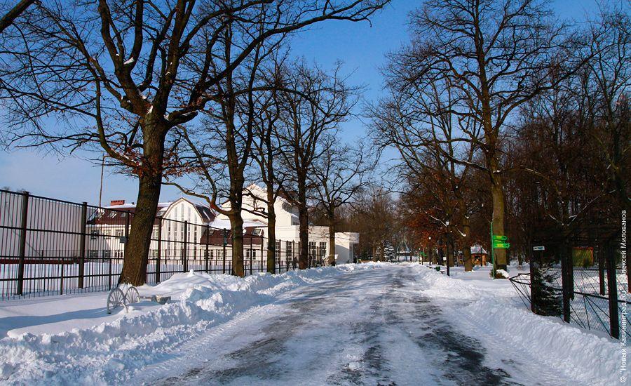 "Кенгуру на снегу": фоторепортаж "Нового Калининграда.Ru"