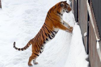 Калининградский борец с коррупцией призвал посадить директора зоопарка в вольер к тиграм