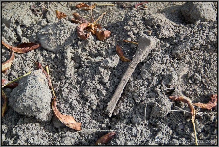 Рабочие раскопали захоронение на Моспроспекте, на земле валяются кости (фото)