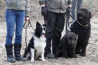 Калининград закупил стойки с «мешочками для собак» 