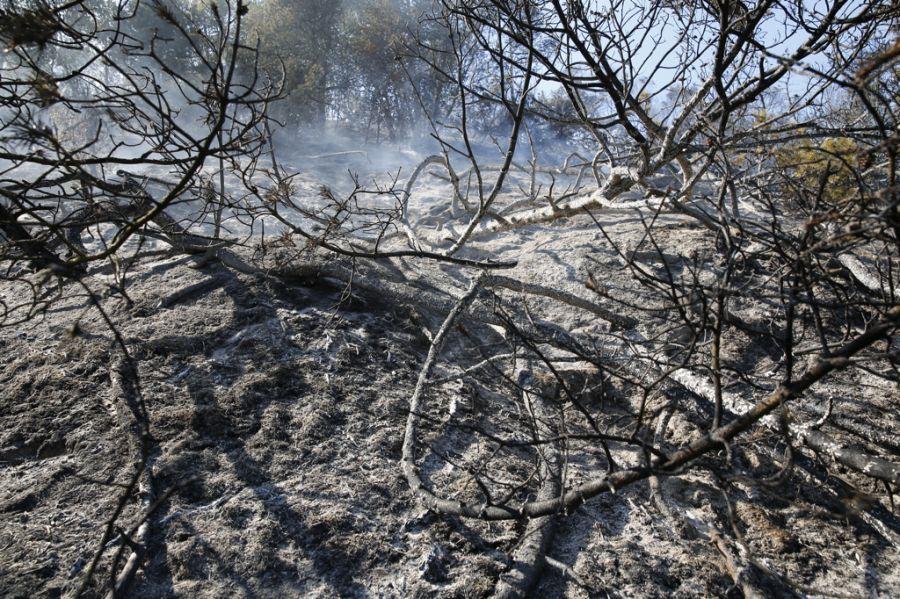 Пожар на дюне Эфа: возгорание на Куршской косе тушили вертолёты