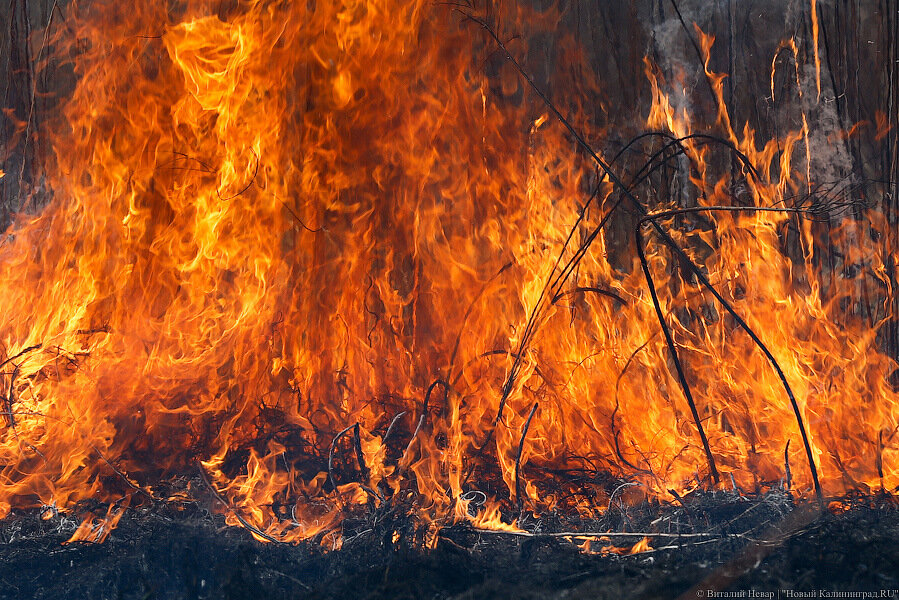 За сутки более 100 калининградских пожарных тушили горящую траву
