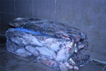 ЗУМВДТ: 85 тонн рыбы были похищены под покровительством контролирующих органов