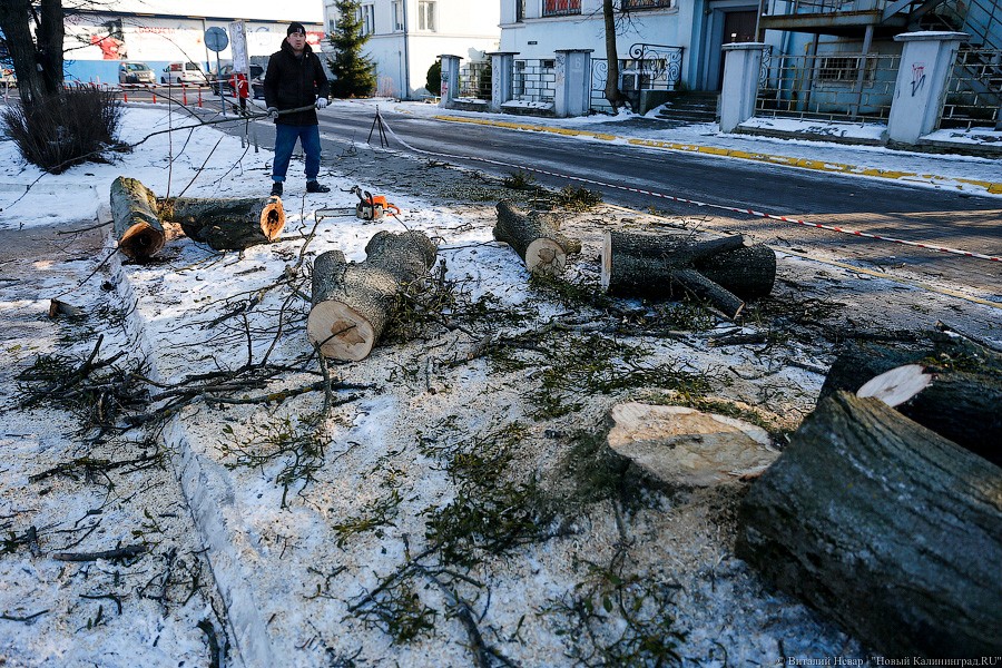 Мэрия Калининграда о вырубке здоровых деревьев: «Остаётся только сожалеть»