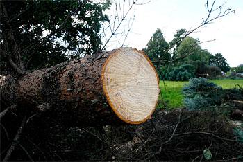 Прокуратура: в Гусеве под видом аварийной вырубки спилили 510 здоровых деревьев