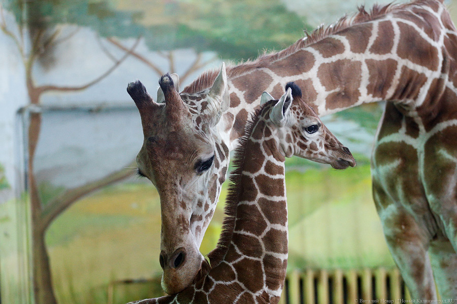 В Калининградском зоопарке умерла жирафиха Ива