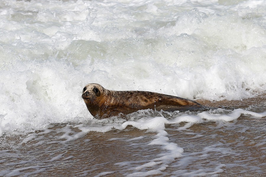 Ни под каким соусом: зоопарк решил больше не брать у жителей найденных тюленят