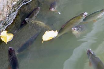 Из-за аномальной жары в озерах и реках Калининградской области массово гибнет рыба