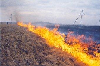 В Калининграде горит трава у колонии № 8 на проспекте Победы