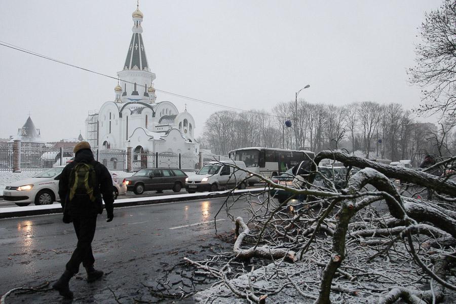 В Калининграде упавшее во время урагана дерево заблокировало движение по ул. Невского (фото)  