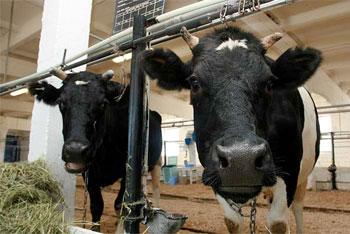 В Калининградскую область привезли 600 коров из США