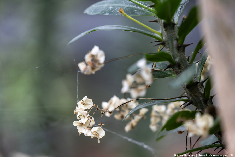 Накануне весны: как цветет калининградский Ботанический сад в феврале (фото)