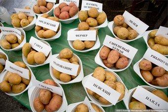Эксперт: Калининградская область в этом году сама обеспечит себя картофелем