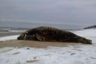 На побережье в Сокольниках поселился тюлень