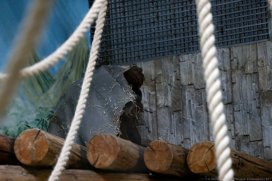 Варяг из Дании: в Калининградском зоопарке поселился орангутан Бенджамин