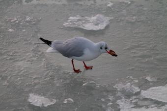 МЧС: на заливах идёт взлом льда, выход на лёд опасен для жизни и запрещён