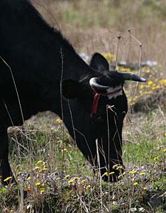 В Озерском районе бык насмерть забодал пастуха