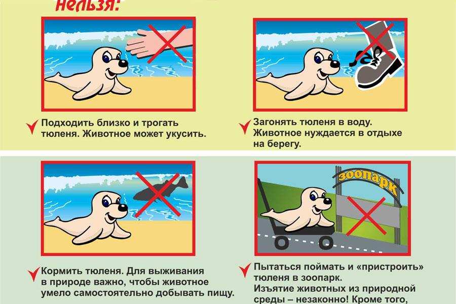 Калининградский зоопарк рассказал, что делать с дикими тюленями (памятка)