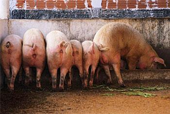 Россельхознадзор подтвердил, что поставки свинины из Евросоюза прекратились